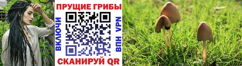 купить  сайты  Мензелинск  Галлюциногенные грибы Cubensis 